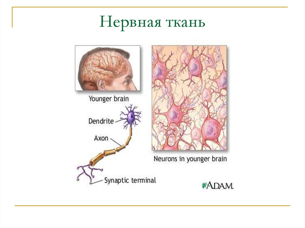 Нервная ткань