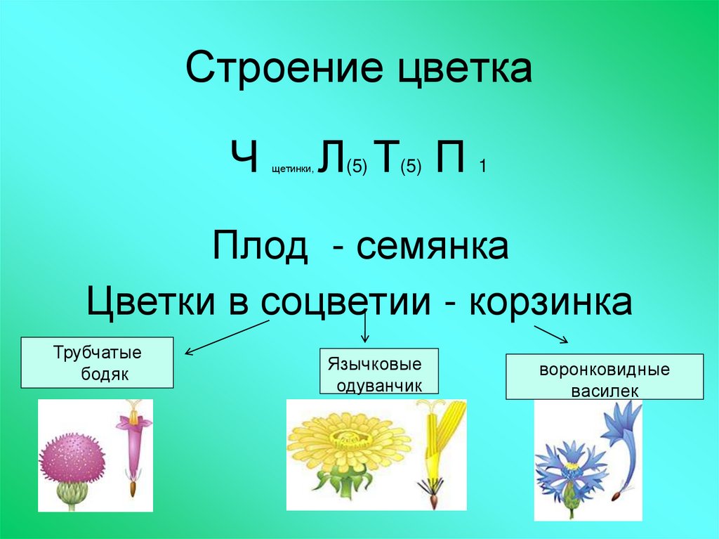 Строение цветка соцветие 6 класс. Формула цветка сложноцветных 6 класс. Строение сложноцветных растений формула. Строение соцветия сложноцветных растений. Формула сложноцветных цветков.