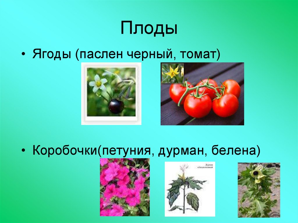 Презентация семейство пасленовые мотыльковые и сложноцветные