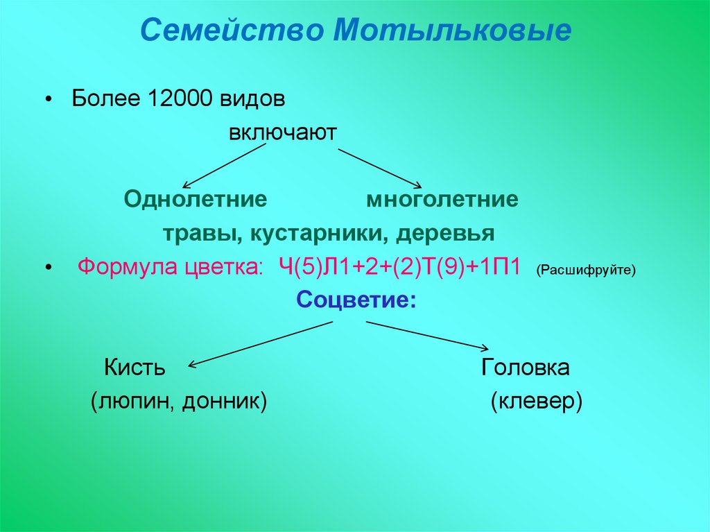 Семейства сложноцветные и мотыльковые. Семейство Мотыльковые бобовые семейство пасленовое. Класс двудольные семейство бобовые. Семейство бобовые Пасленовые Сложноцветные. Семейство Пасленовые Мотыльковые Сложноцветные.