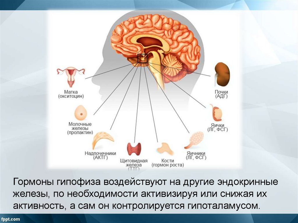 Какой цифрой на рисунке обозначен гипофиз рассмотрите рисунок и выполните задания 13 и 14