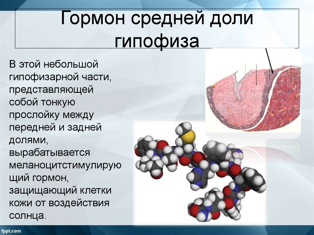 Гормоны передней доли гипофиза