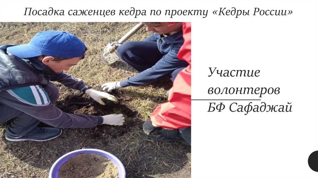 Посадка саженцев кедра по проекту «Кедры России»