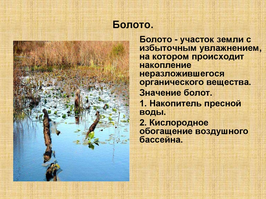 Болото участок. Торфяные болота. Болото значение. Торф на болоте. Болотистый участок.