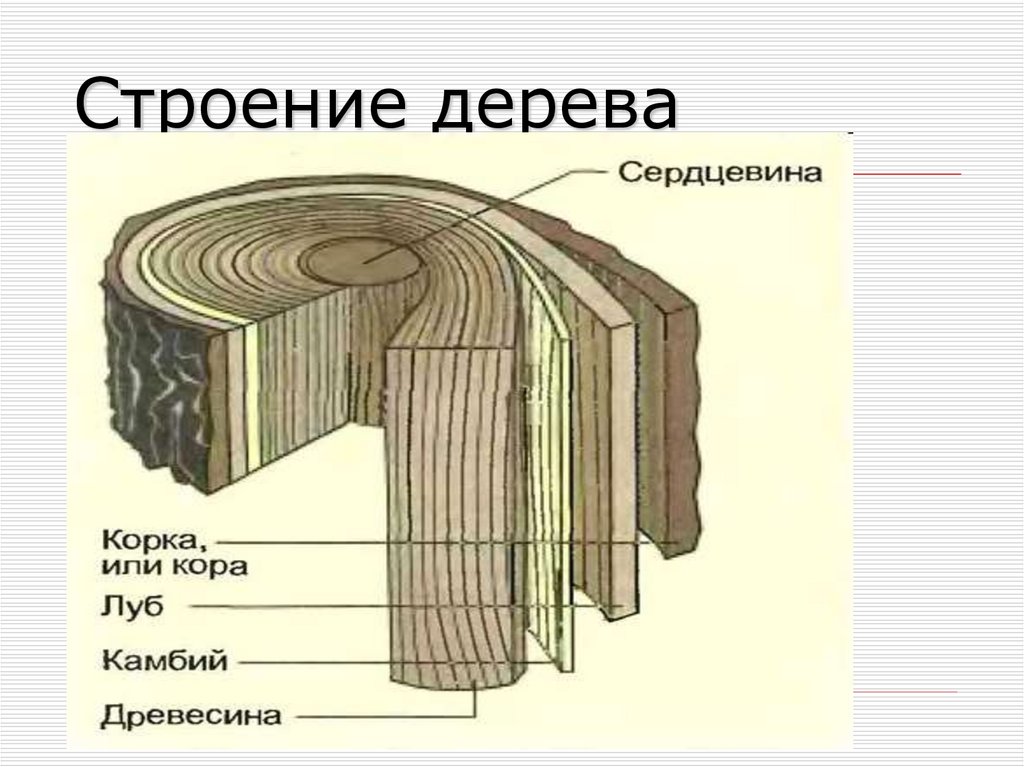 Строение дерева
