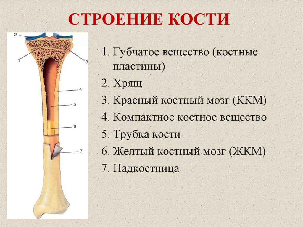 Назовите элементы строения кости обозначенные на рисунке цифрами 1 и 2 укажите особенности их