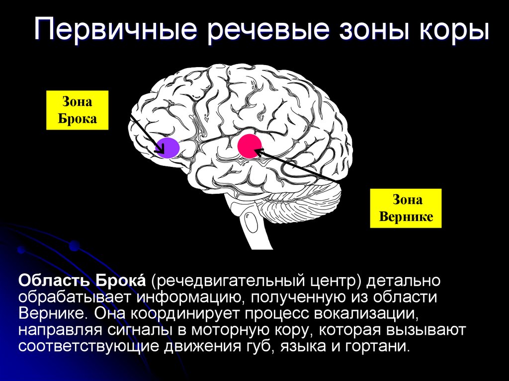 Первичные зоны мозга