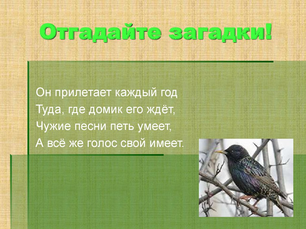 Птицы не умеют петь. Загадка он прилетает каждый год туда где домик его ждет ответ. Он прилетает каждый год. Какая птица не умеет петь. А птицы не умеют петь.