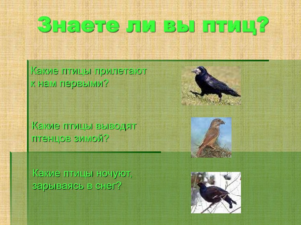 Какие птицы ночуют зарывшись в снег. Какая птица выводит птенцов зимой. Знаете ли вы этих птиц.