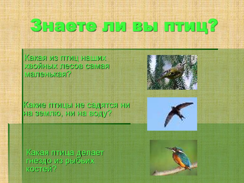 Какие птицы не садятся. Берегите птиц презентация. Какая птица не садится на землю. Угадай птицу по описанию. Берегите птиц они единственные.