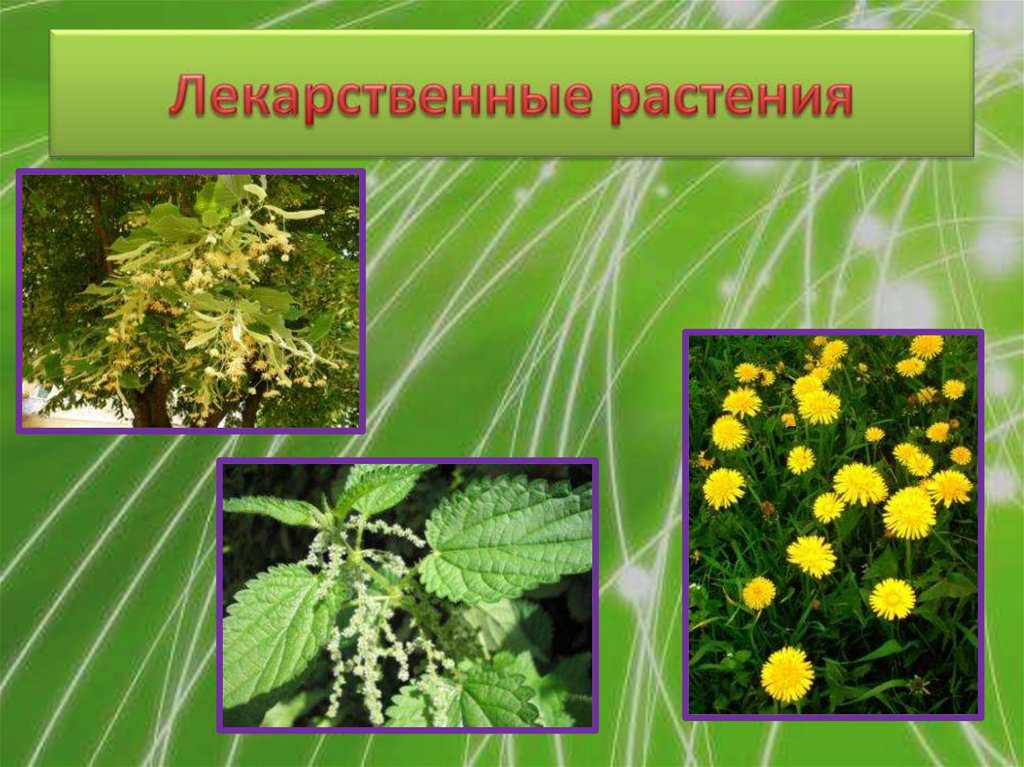 Презентация medicinal plants