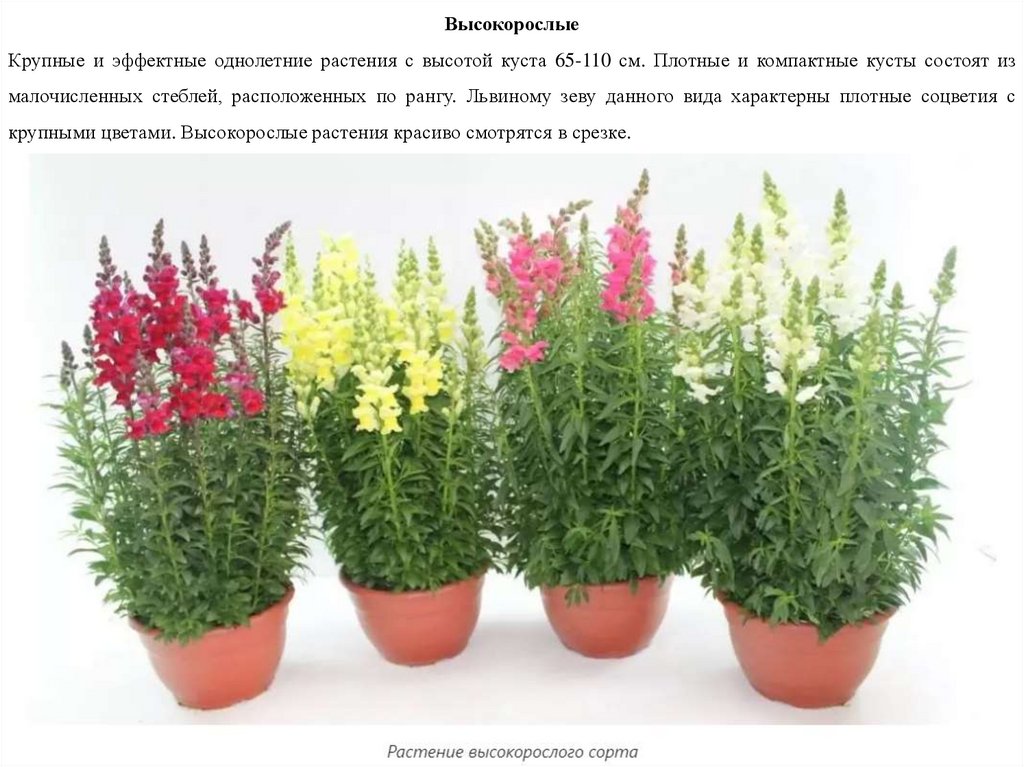 Антирринум - презентация онлайн