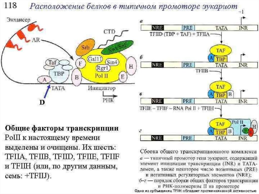 Схема транскрипции эукариот