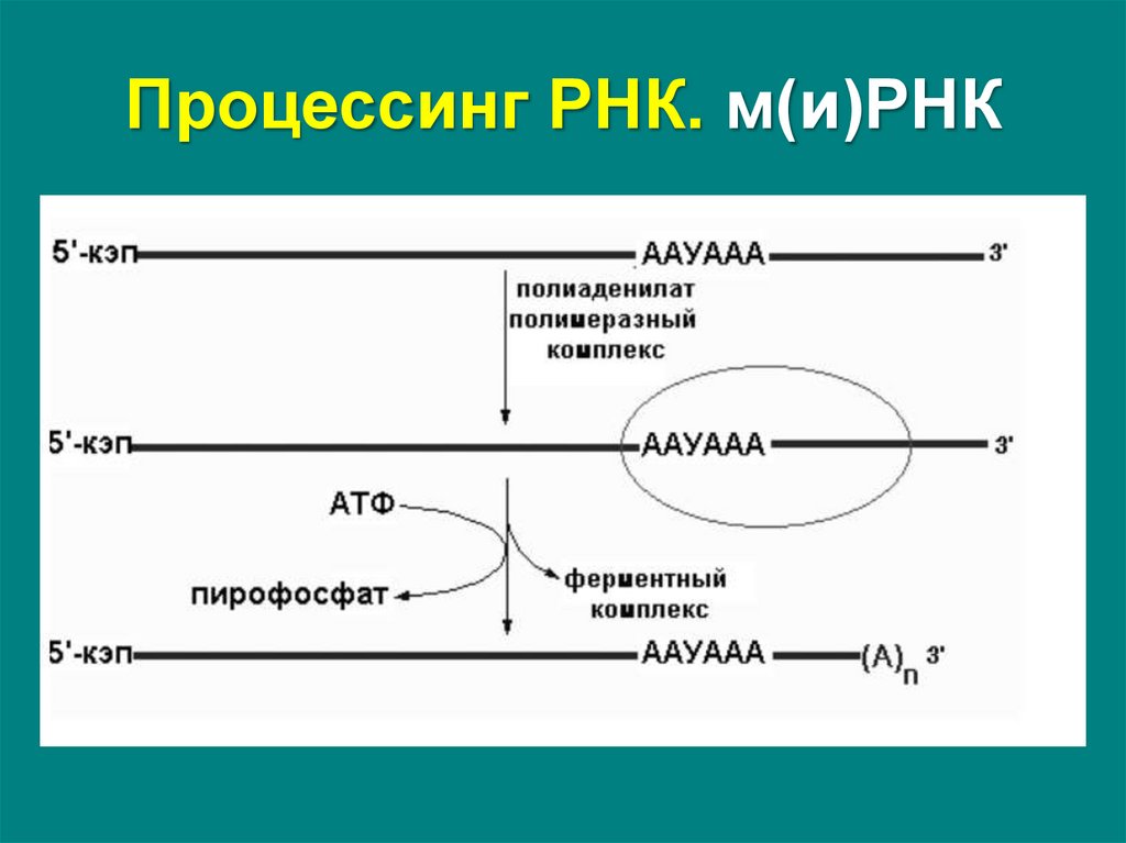 Процессинг РНК этапы. Процессинг МРНК.