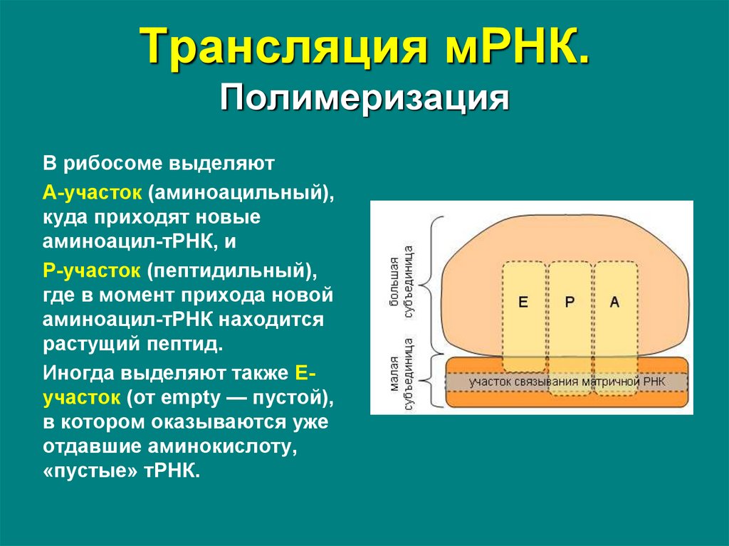 Матричные процессы