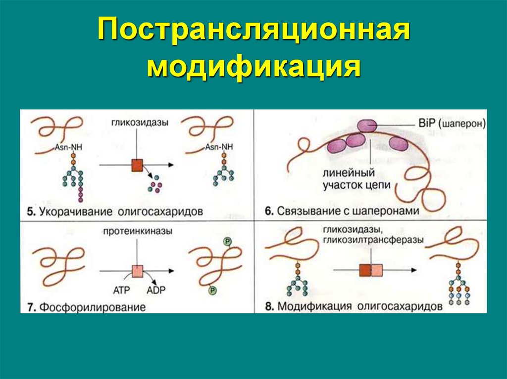 Пострансляционная модификация белков