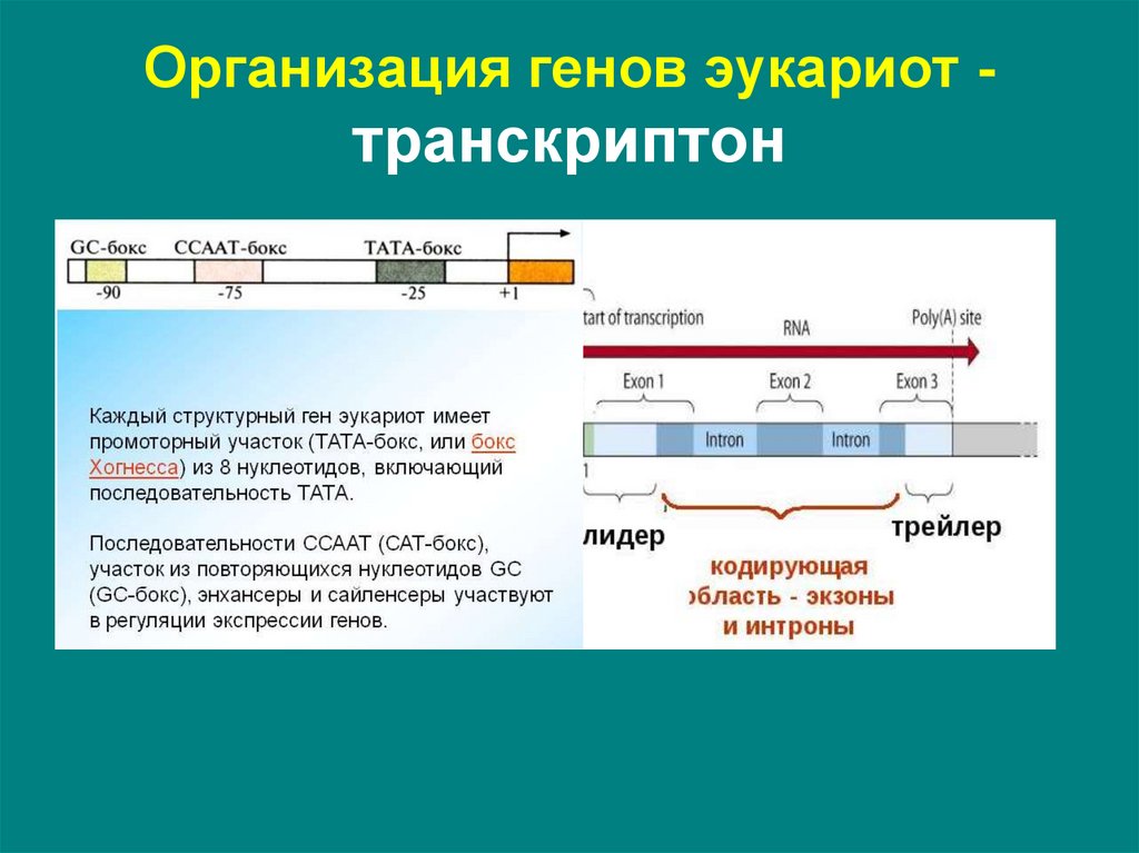 Гены эукариот содержат