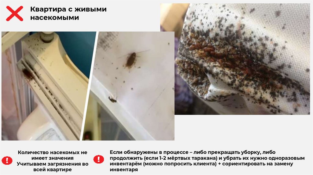 Количество насекомых не имеет значения Учитываем загрязнения во всей квартире