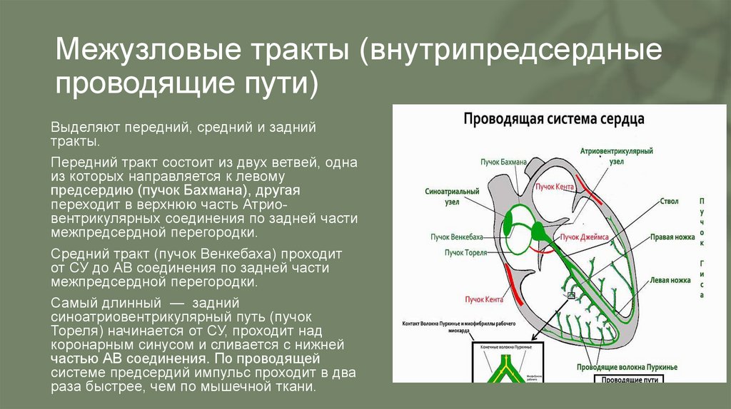 В состав проводящей системы входят. Проводящая система сердца. Внутрипредсердные тракты. Схема строения проводящей системы сердца млекопитающих. Нарушение проводящей системы.