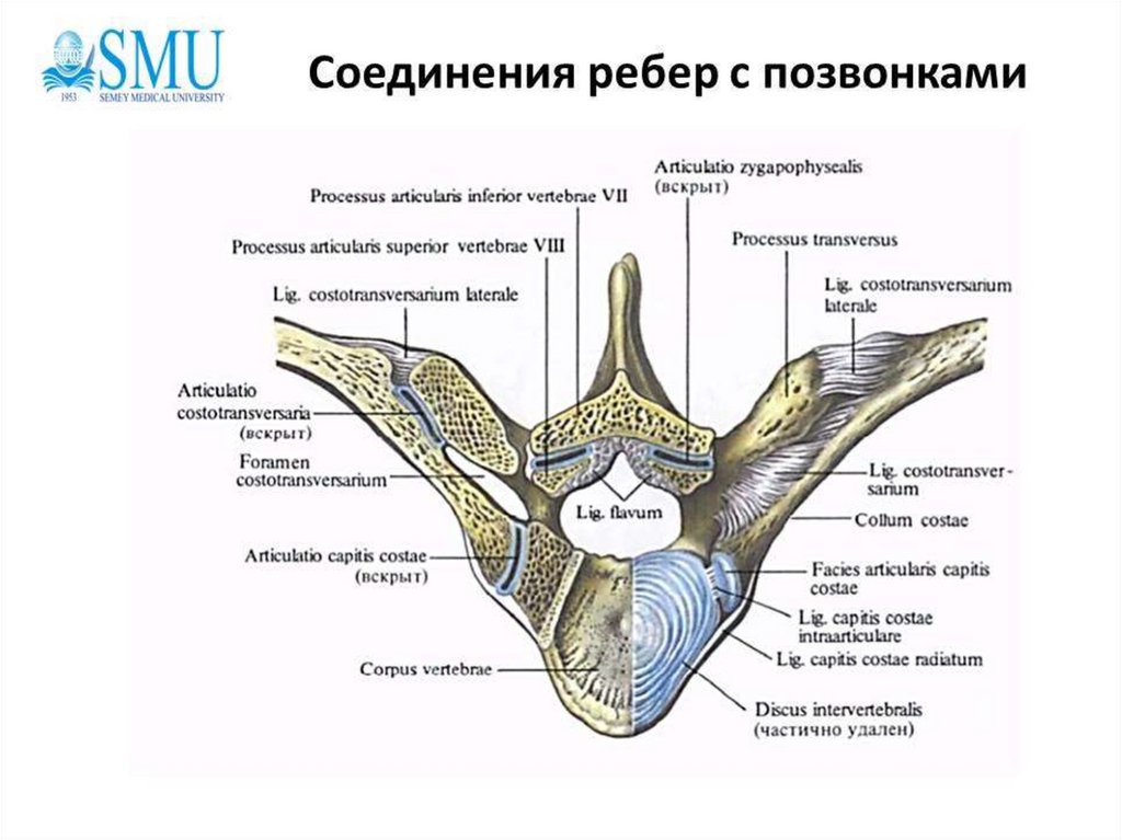 Связки грудной клетки. Сустав головки ребра анатомия. Реберно позвоночные суставы анатомия. Связки реберно поперечного сустава. Реберно поперечный сустав.