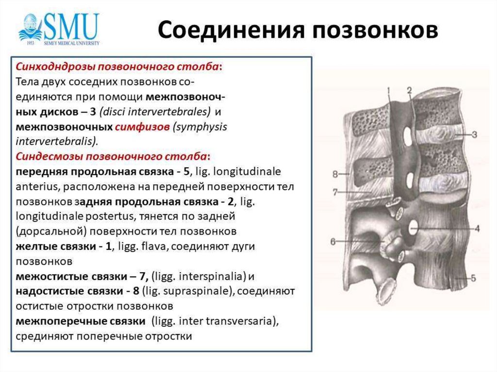 Соединение костей туловища