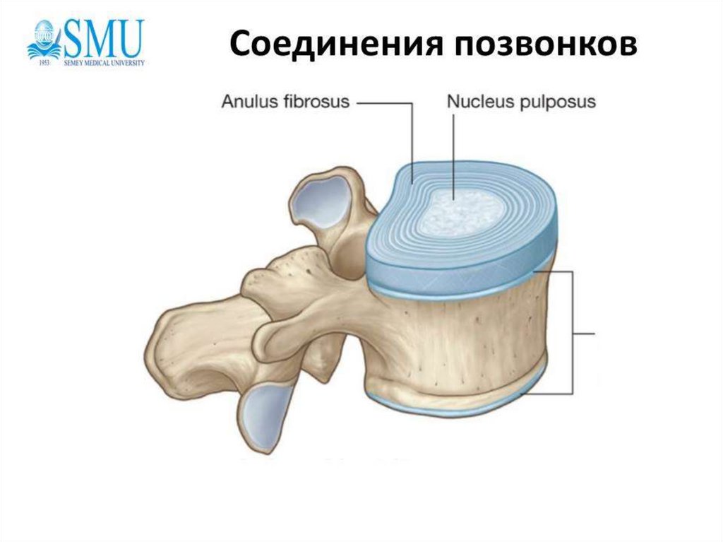 Межпозвоночные диски хрящ