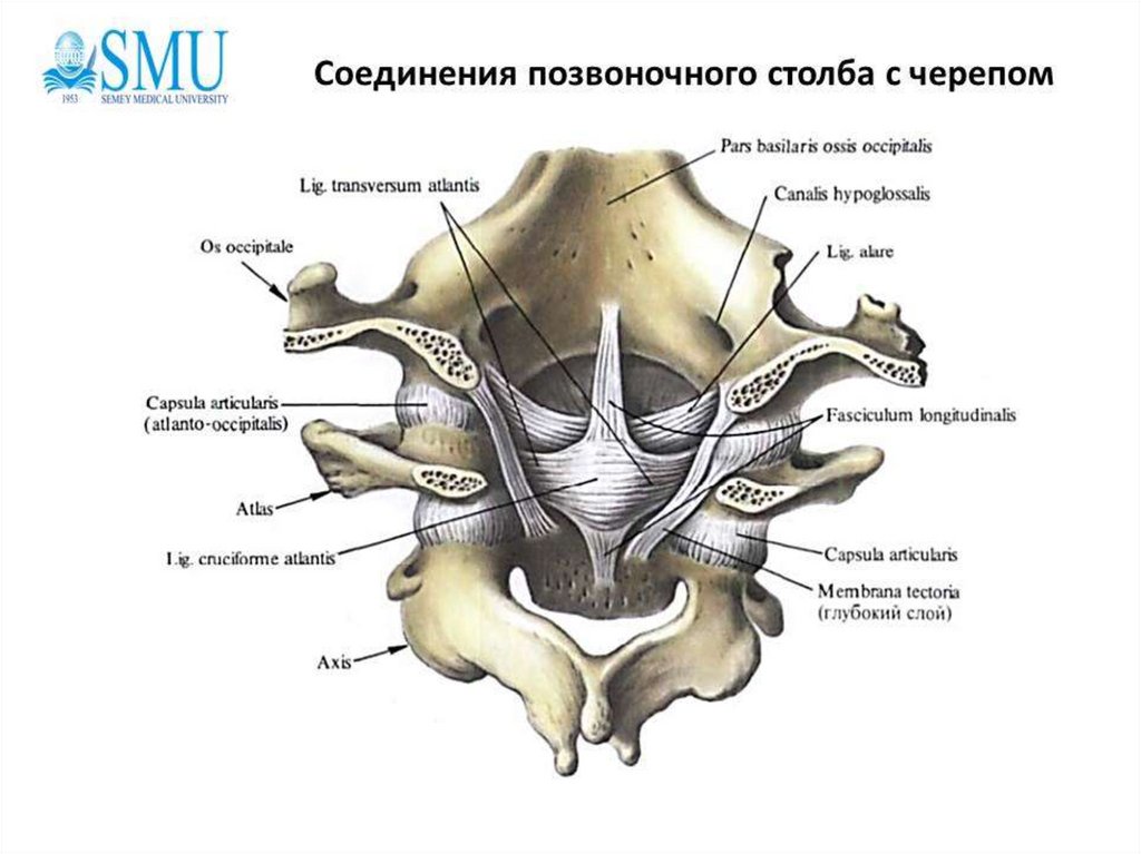 Соединение костей туловища