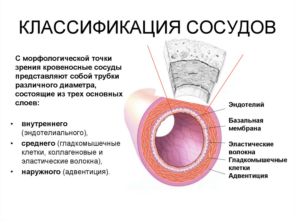 Внутренняя поверхность сосудов. Эластические волокна артерии эндотелии. Базальная мембрана сосудов. Кровеносные сосуды классификация сосудов.. Классификация сосудов по строению и выполняемым функциям.