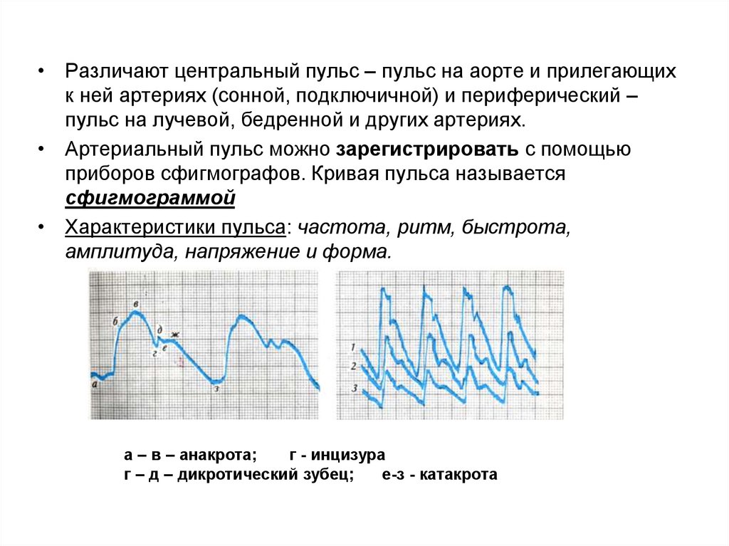 Практическая работа пульс. Различают пульс. Различают пульс Центральный и. Артериальный пульс физиология. Центральный и периферический пульс.