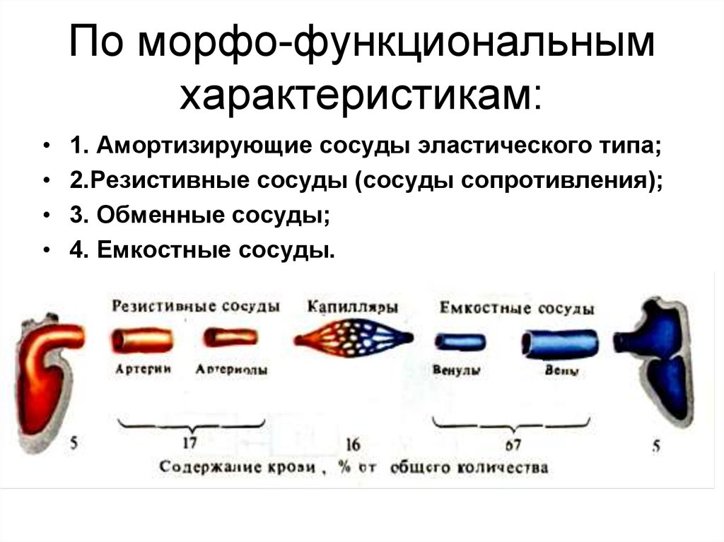 Обмен сосуды. Емкостные сосуды физиология. Физиологическая классификация кровеносных сосудов. Амортизирующие сосуды строение. Резистивные сосуды это физиология.