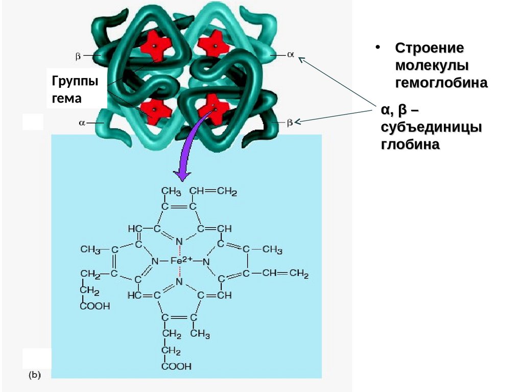 Молекула гемоглобина. Гемоглобин строение и структура гема. Четвертичная структура белка биохимия. Гем гемоглобина строение. Строение молекулы гемоглобина строение гема.