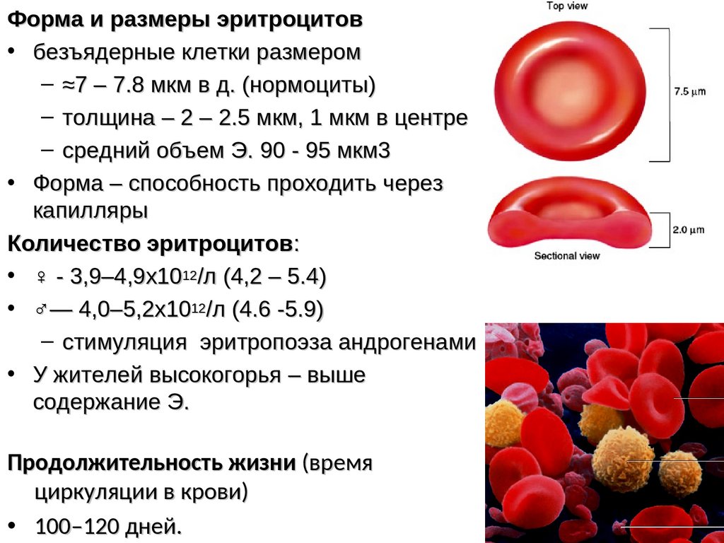 Эритроциты строение