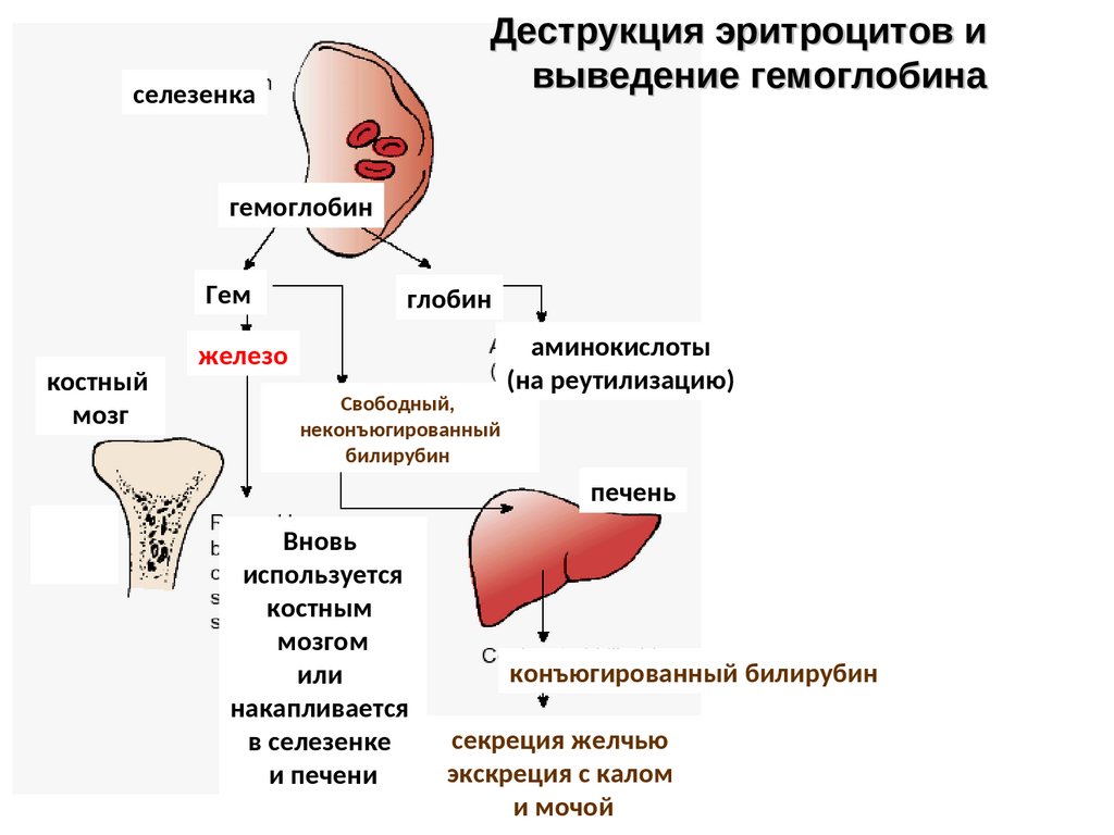 Печень и эритроциты. Разрушение эритроцитов в селезенке.