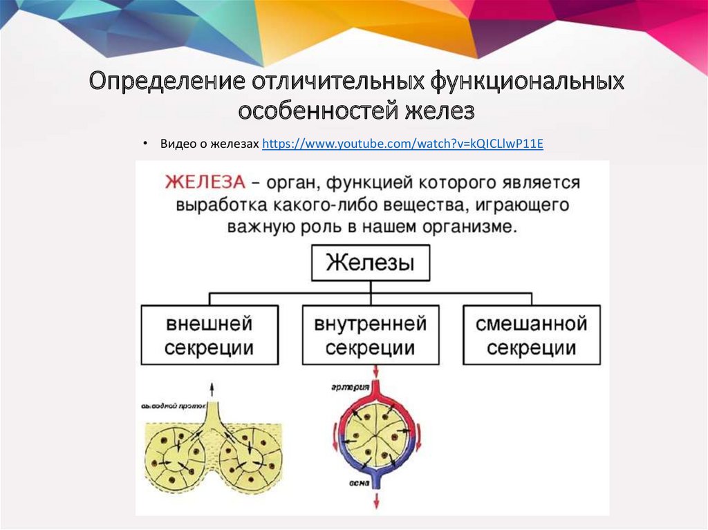 Схема строения эндокринных и экзокринных желез