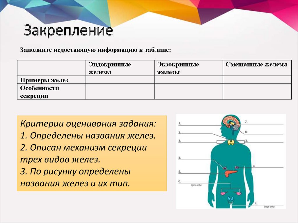 Роль эндокринной регуляции схема