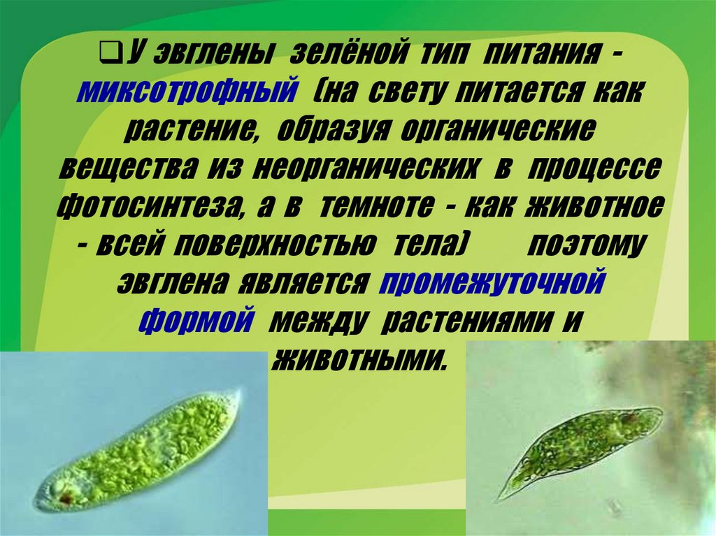 Хлорофиллы эвглены зеленой. Жгутиконосцы эвглена зеленая. Эвглена фотосинтез. Эвглена зеленая переходная форма. Эвглена зеленая Тип питания.