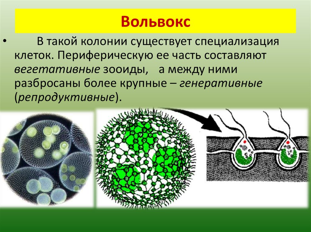 Вольвокс относится к. Колония водорослей вольвокс. Вольвокс и клетки вольвокса. Клетки вольвокса водоросль. Генеративные клетки вольвокса.
