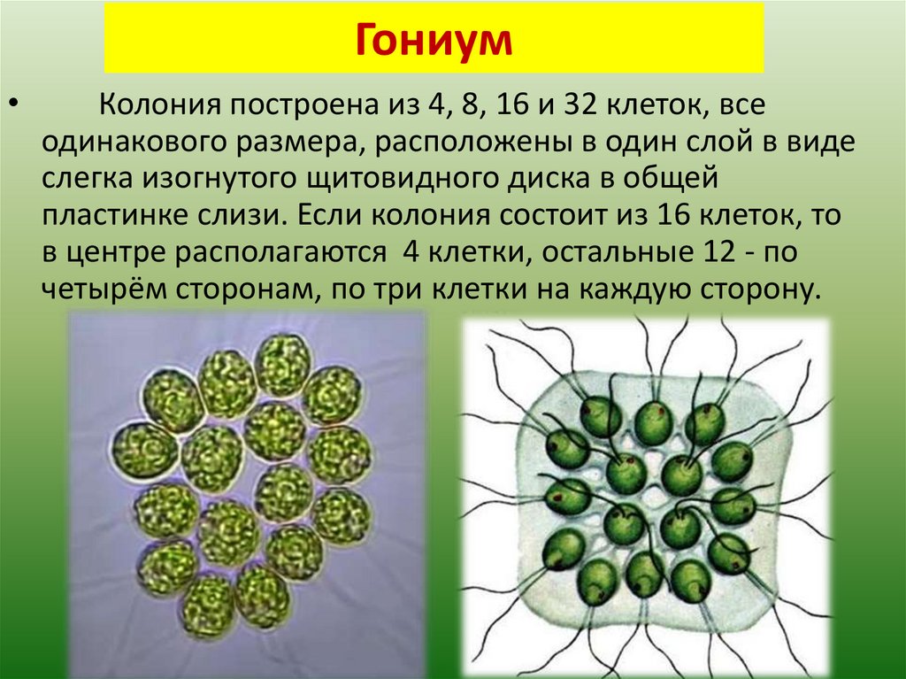 Организм имеющий колониальное строение. Гониум это жгутиконосец. Колониальные водоросли гониум. Вольвокс Пандорина гониум. Гониум жгутиковые.