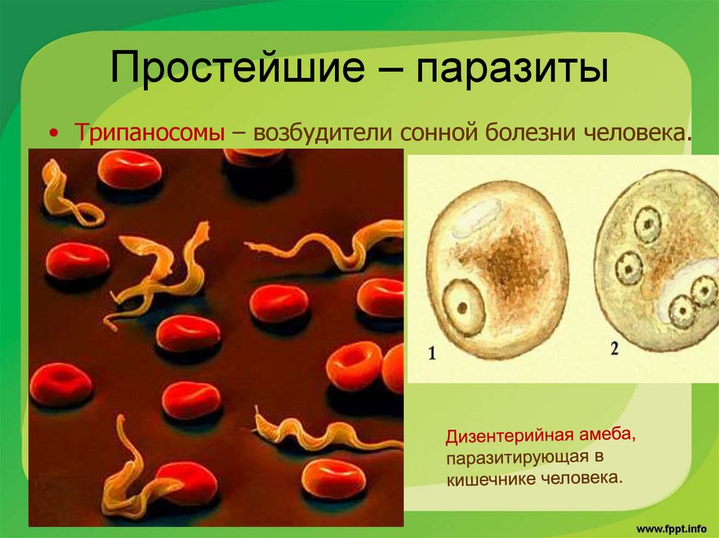 Инфекции вызванные простейшими. Простейшие паразиты. Строение паразитических простейших. Простейшие возбудители заболеваний человека. Простейшие одноклеточные паразиты.