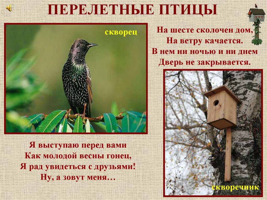 Презентация праздник птиц 1 класс школа россии. О каких птицах говорят что они молодой весны гонцы.
