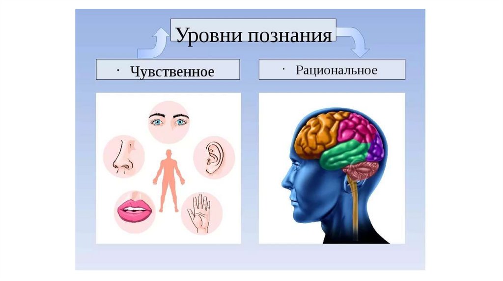 Формы рационального восприятия. Уровни чувственного познания. Чувственное и рациональное познание. Чувствееное и рационад. Чувственный и рациональный уровни познания.