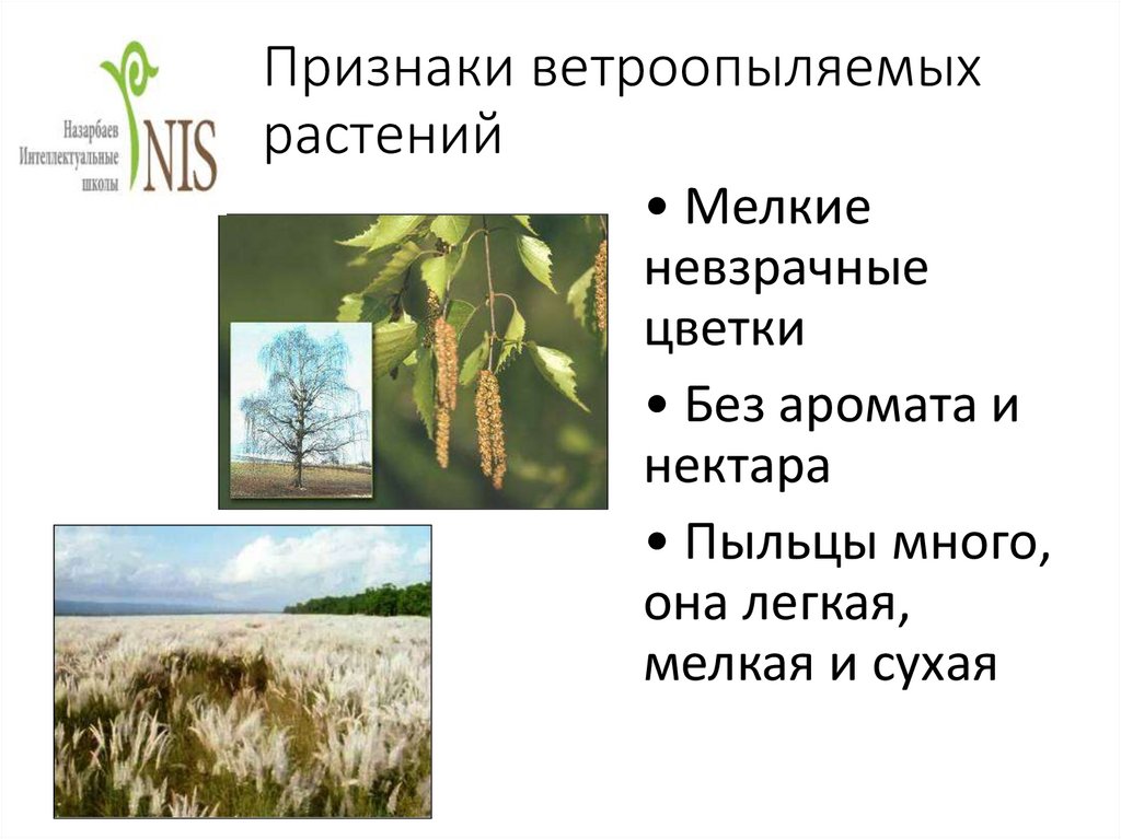 Презентация ветроопыляемые растения