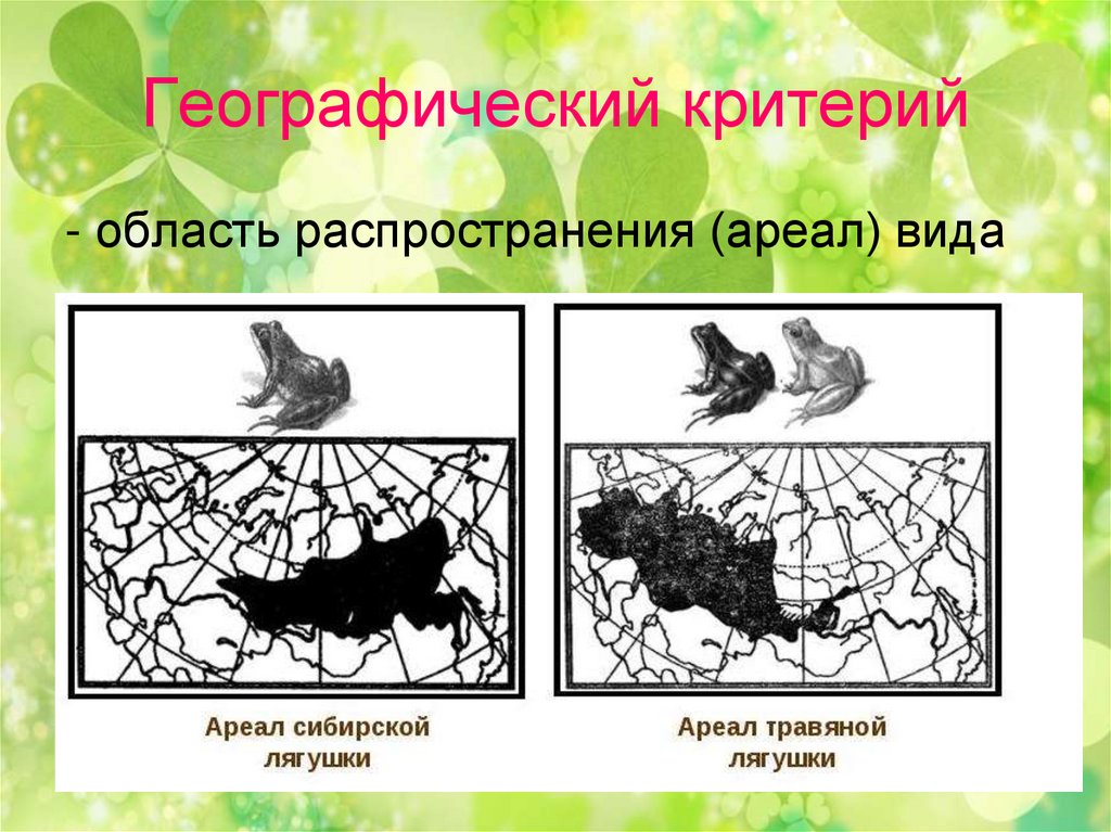 Определение понятия вид структура вида критерии вида презентация