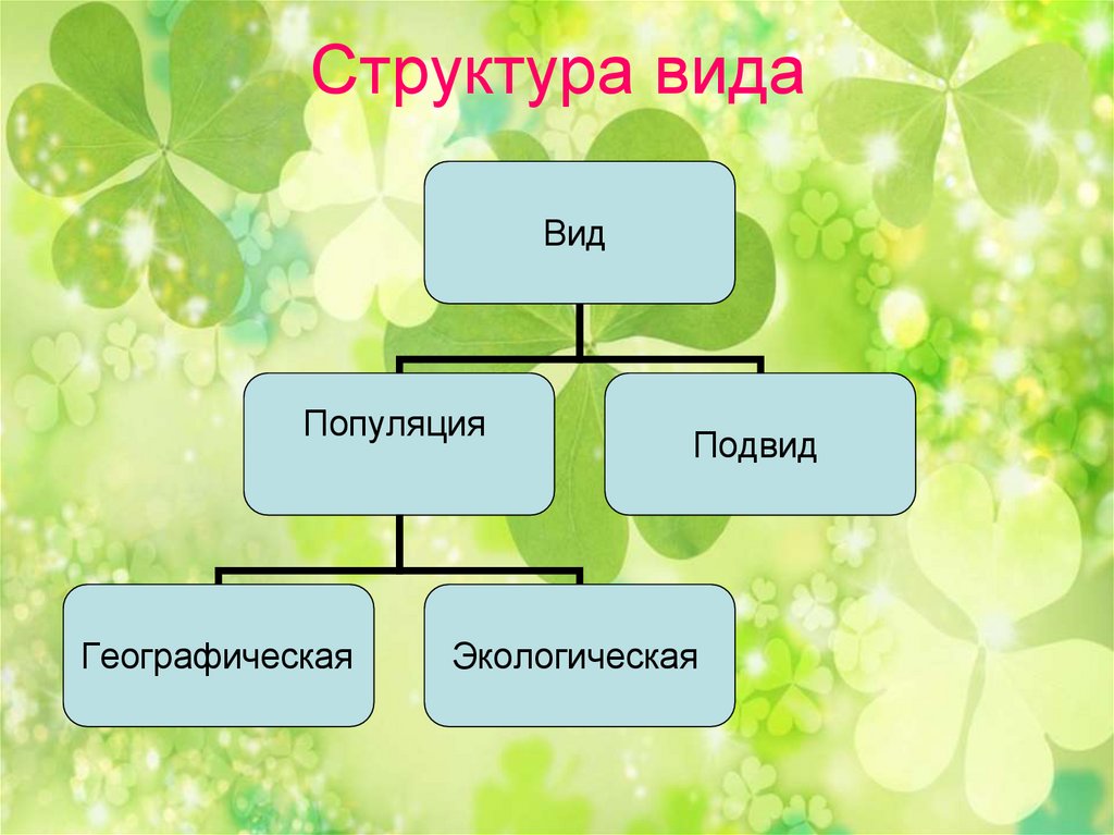 Биология тема вид. Структура вида. Структура вида биология. Вид критерии и структура вида. Структура вида в природе.