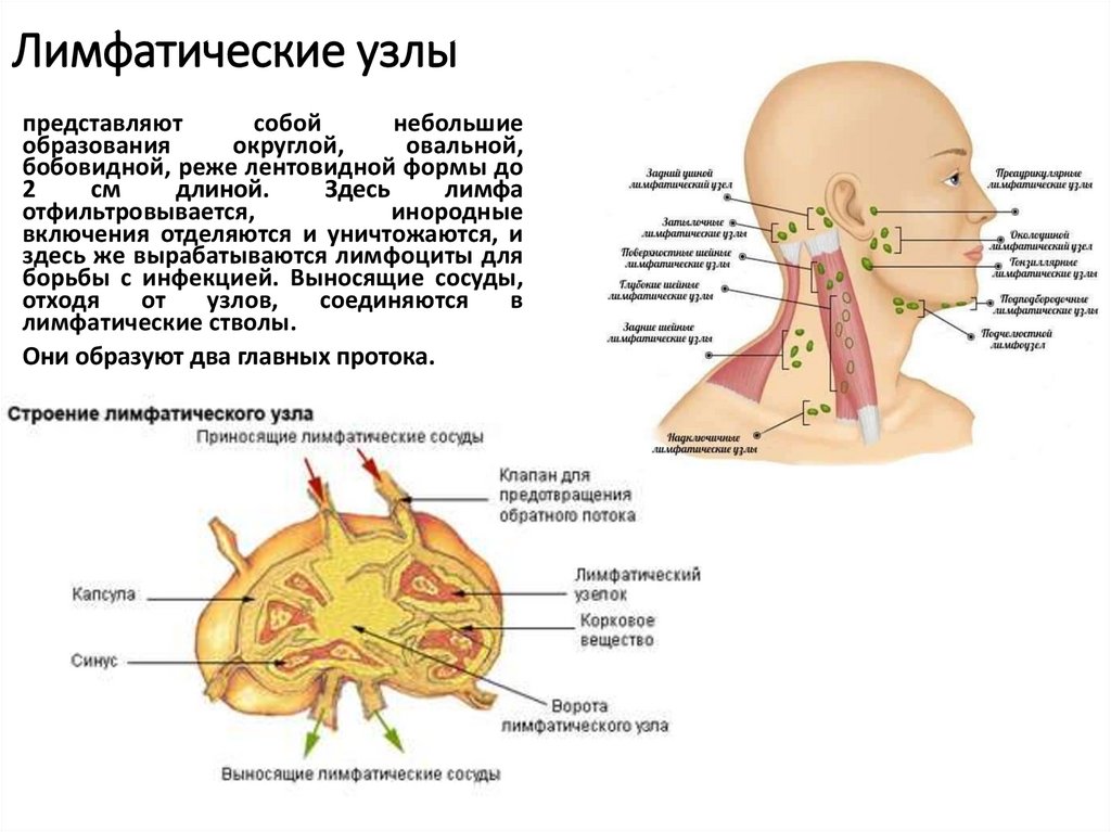 Инфекции лимфатических узлов. Лицевые лимфатические узлы расположение. Схема лимфоузлов на лице.