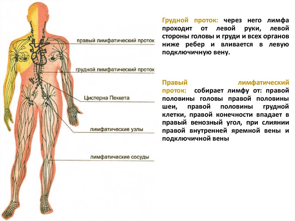 Система лимфоузлов человека. Схема строения лимфоидной системы человека. Лимфатическая система человека анатомия. Лимфатическая система рисунок. Лимфатическая система человека схема движения.