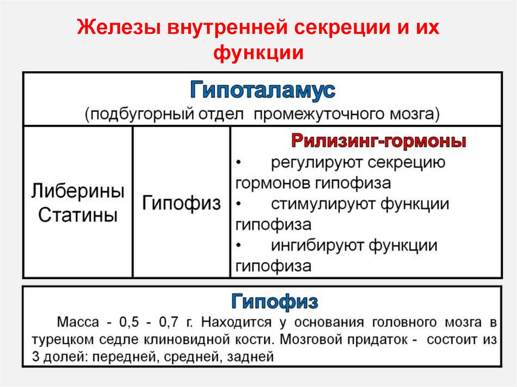 Физиология внутренней секреции