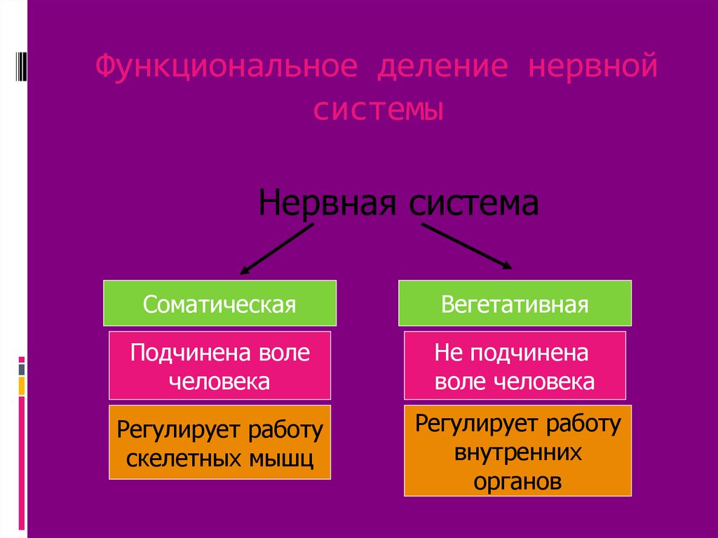 Схема функционального деления нервной системы