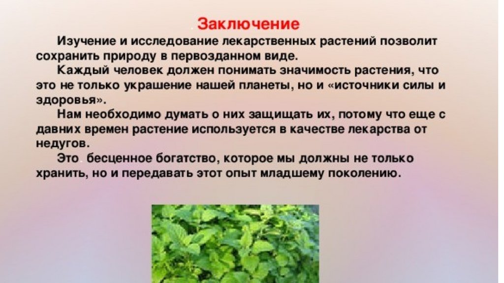Основные правила сбора дикорастущих растений