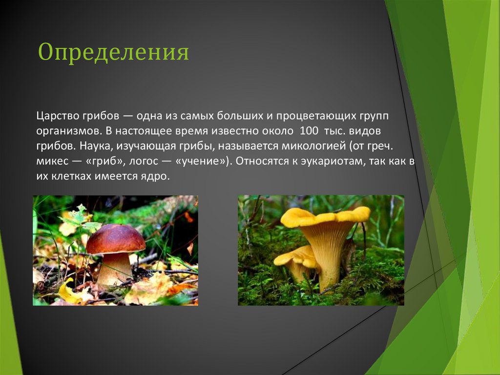Тексты группы грибы. Царство грибов. Представители царства грибов. Царство грибов примеры. Организмы относящиеся к группе грибы.